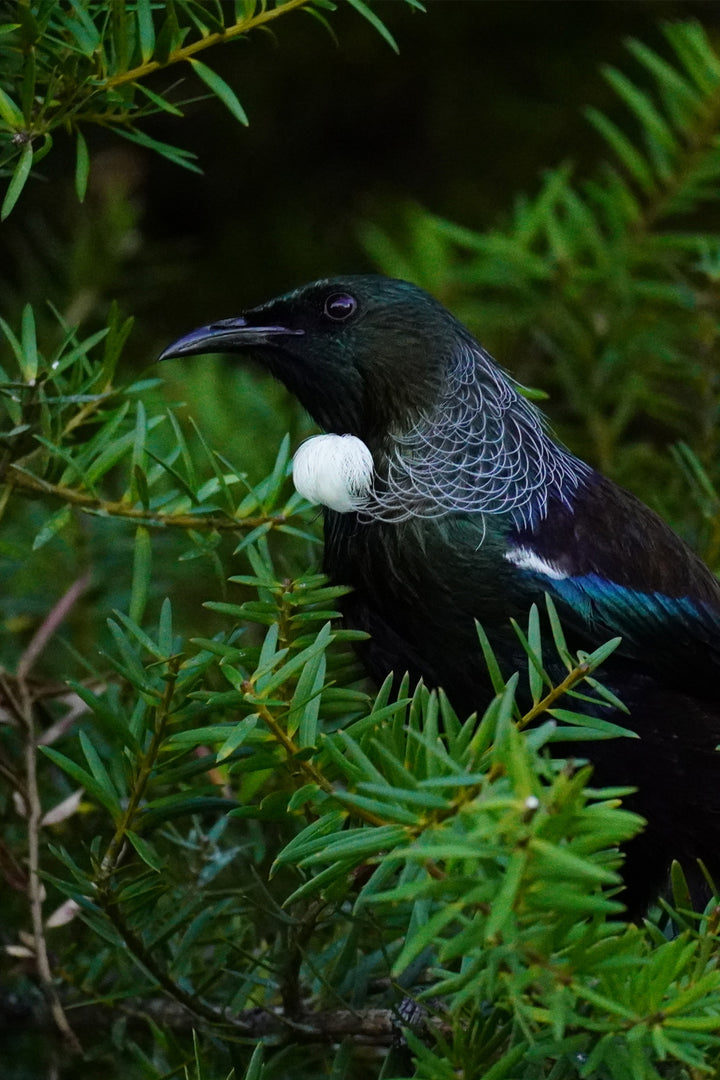 Tui Pendant